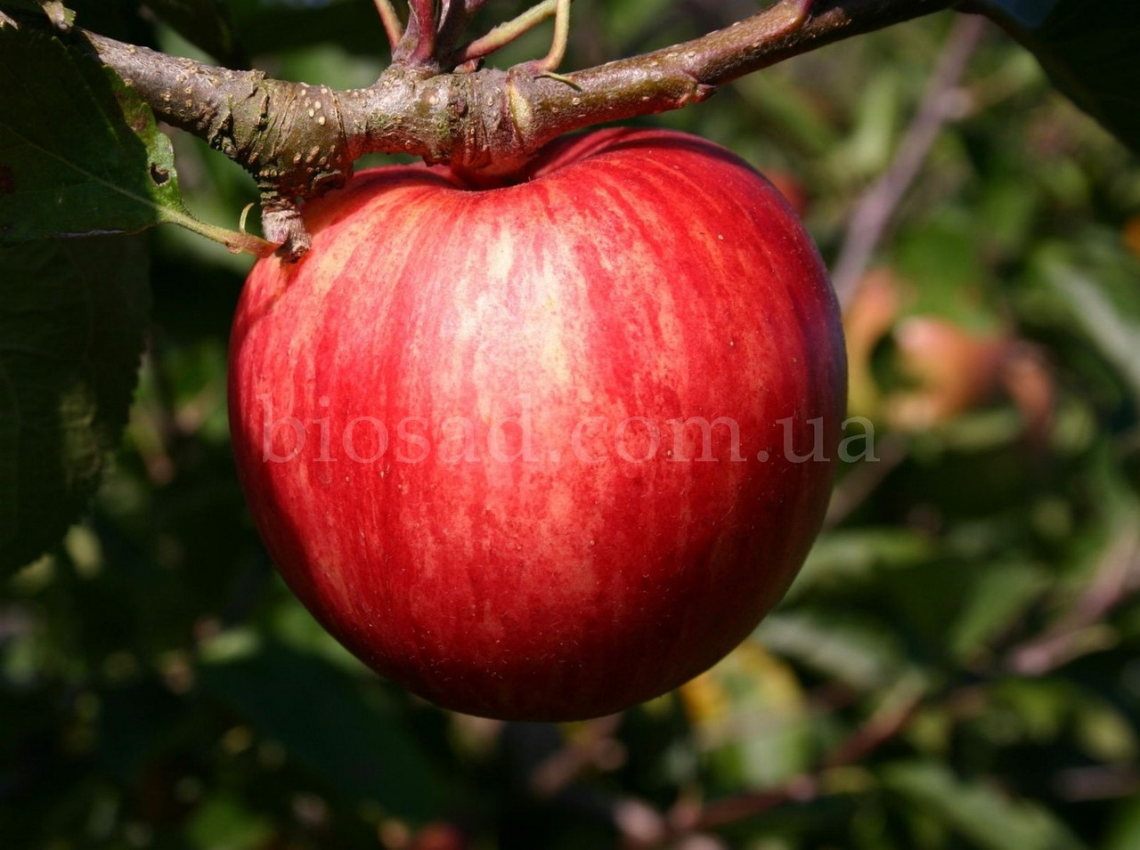 Яблуня Пірос (Piros)