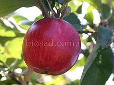 Яблуня Пірос (Piros), фото 2