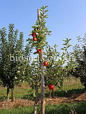 Яблуня Пірос (Piros), фото 3
