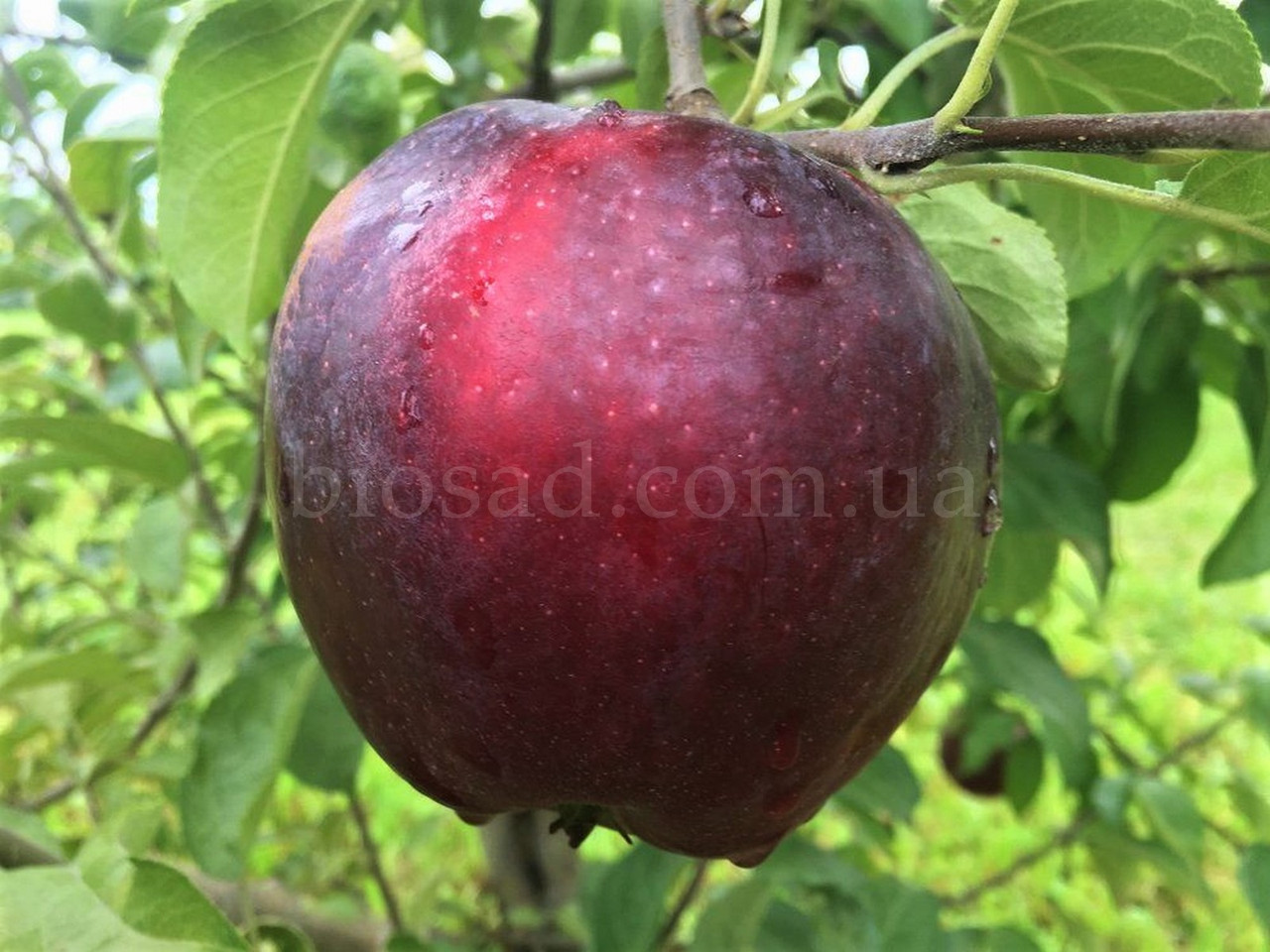 Яблуня Вільямс Прайд (William’s Pride), літній сорт