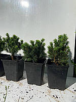 Ялина канадська Альберта Глоб (Picea glauca Alberta Globe) 13 см