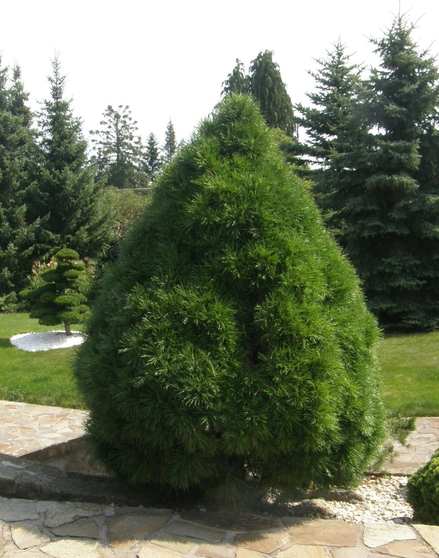 Сосна звичайна Globosa Viridis 3річна, Сосна звичайна Глобоза Виридиз, Pinus sylvestris Globosa Viridis - фото 1 - id-p1472932435