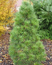 Сосна звичайна Globosa Viridis 3річна, Сосна звичайна Глобоза Виридиз, Pinus sylvestris Globosa Viridis, фото 2