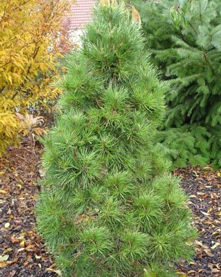 Сосна звичайна Globosa Viridis 3річна, Сосна звичайна Глобоза Виридиз, Pinus sylvestris Globosa Viridis - фото 2 - id-p1472932435