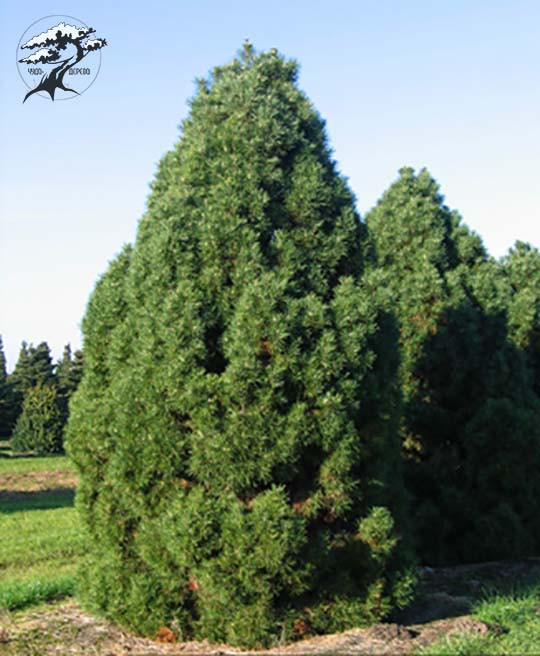 Сосна звичайна Globosa Viridis 3річна, Сосна звичайна Глобоза Виридиз, Pinus sylvestris Globosa Viridis - фото 4 - id-p1472932435