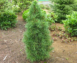 Сосна звичайна Globosa Viridis 3річна, Сосна звичайна Глобоза Виридиз, Pinus sylvestris Globosa Viridis, фото 3