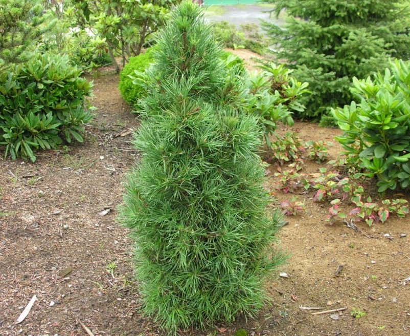 Сосна звичайна Globosa Viridis 3річна, Сосна звичайна Глобоза Виридиз, Pinus sylvestris Globosa Viridis - фото 5 - id-p1472932435