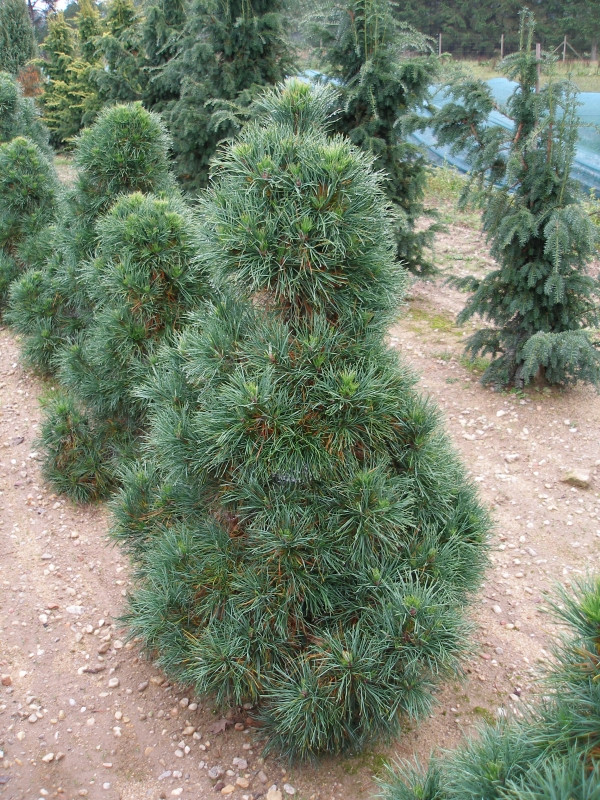 Сосна звичайна Globosa Viridis 3річна, Сосна звичайна Глобоза Виридиз, Pinus sylvestris Globosa Viridis - фото 6 - id-p1472932435