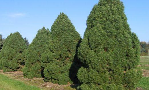 Сосна звичайна Globosa Viridis 3річна, Сосна звичайна Глобоза Виридиз, Pinus sylvestris Globosa Viridis - фото 7 - id-p1472932435