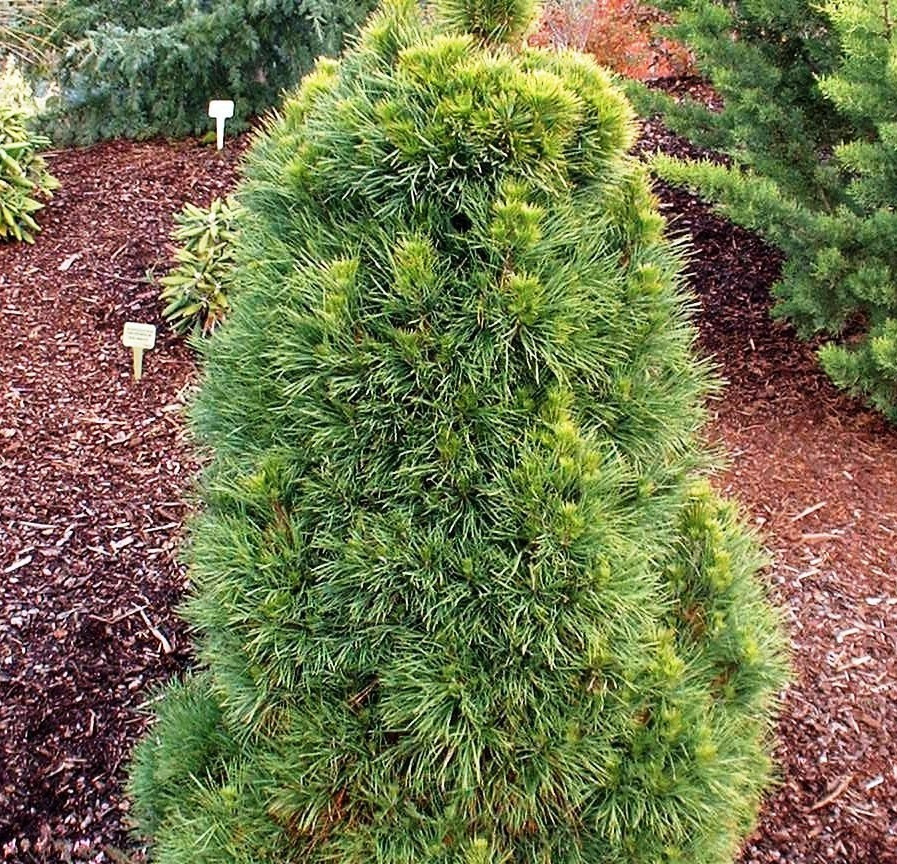 Сосна звичайна Globosa Viridis 3річна, Сосна звичайна Глобоза Виридиз, Pinus sylvestris Globosa Viridis - фото 8 - id-p1472932435