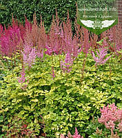 Astilbe 'Color Flash Lime', Астильба 'Колор Флеш Лайм', C2 — гірщик 2 л