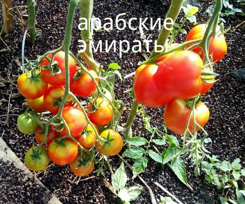 Насіння томату Арабські Емірати 30 нас, фото 1