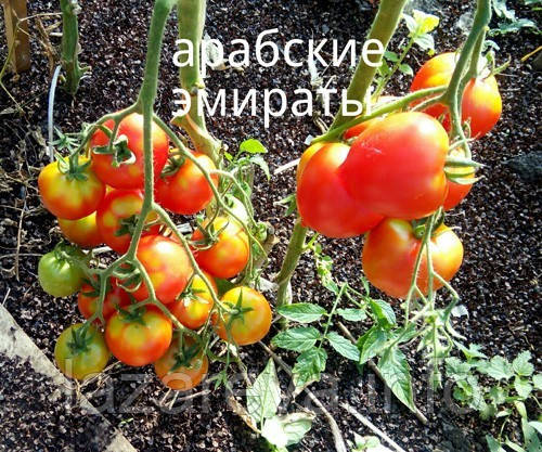 Насіння томату "від Лазарєвих" Арабські Емірати 0,1 гр (15-30 насінин)