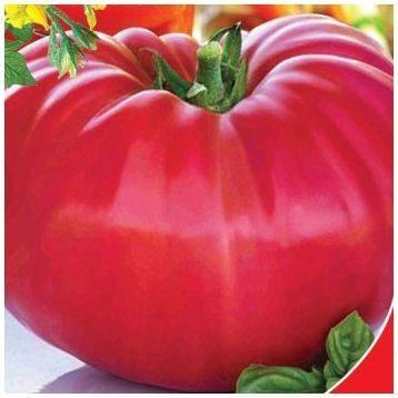 Насіння томату "від Лазарєвих" Міліонер 0,1 гр (15-30 насінин)
