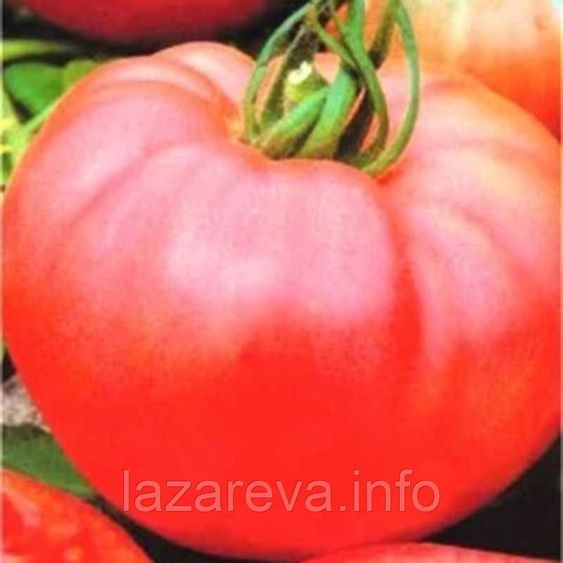 Насіння томату "від Лазарєвих" Рожевий гігант 0,1 гр (15-30 насінин)