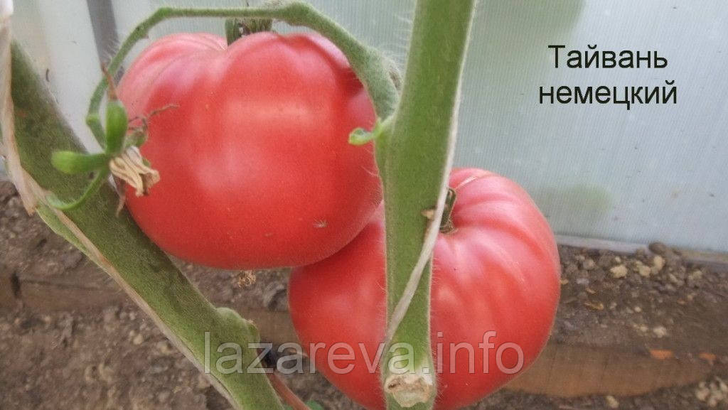 Насіння томату "від Лазарєвих" Тайвань Німецький 0,1 гр (15-30 насінин)