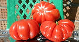 Насіння томату "від Лазарєвих" Акордеон 15 насінин, фото 3