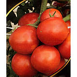 Насіння томату "від Лазарєвих" Бізнес Леді 15 насінин, фото 2