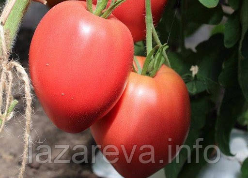 Насіння томату Король Лондона15 нас, фото 1