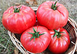 Насіння томату "від Лазарєвих" Малиновий гігант 15 насінин, фото 2