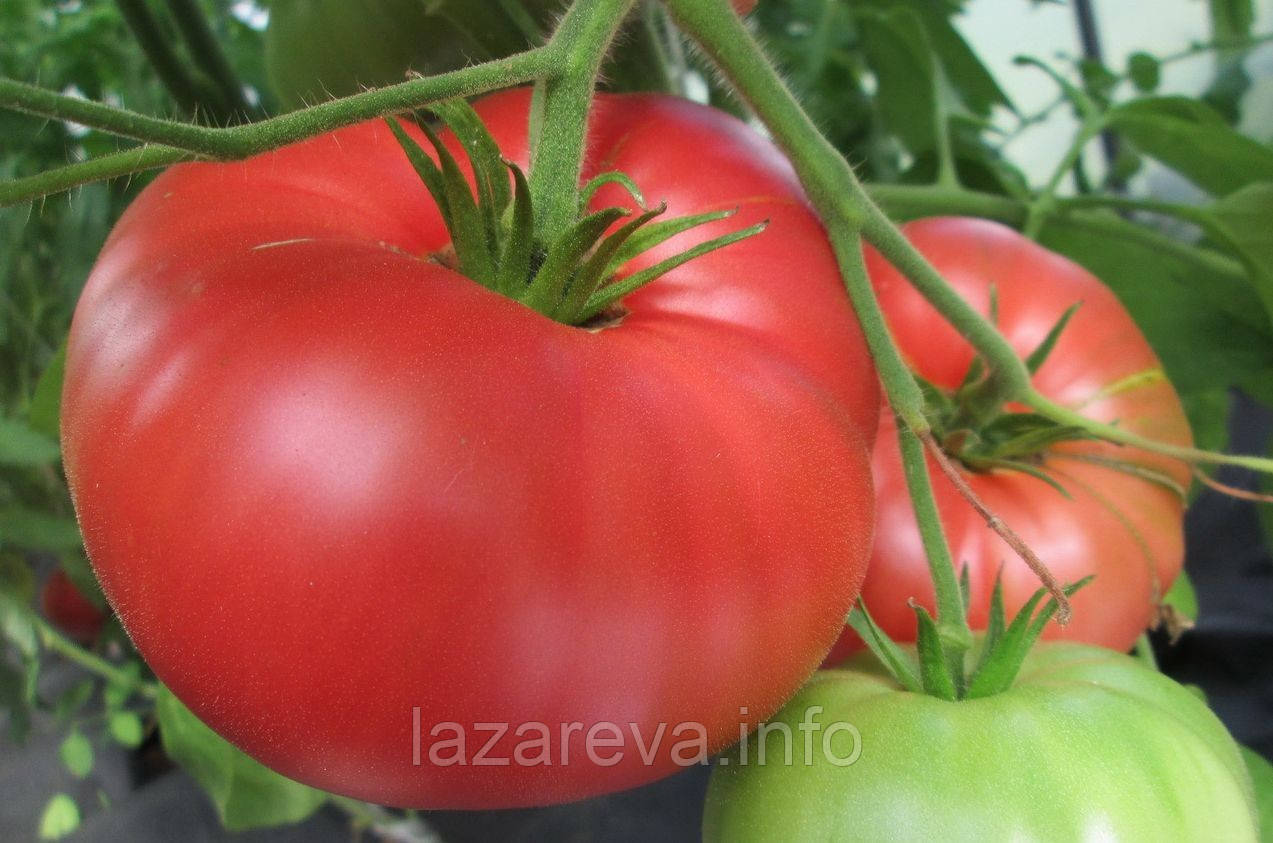 Насіння томату "від Лазарєвих" Особливий Гукера 15 насінин