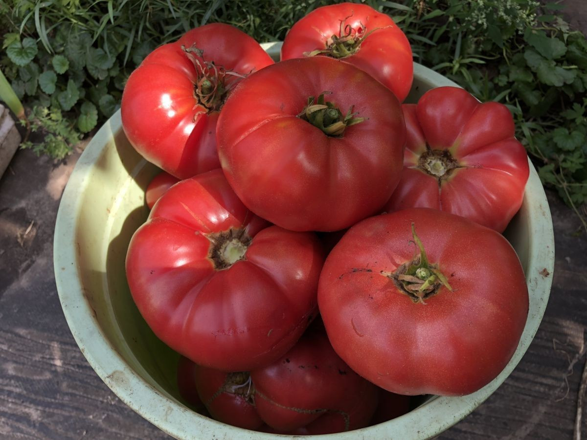 Насіння томату Юсуповський 15 насінин, фото 1
