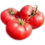 Насіння томату "від Лазарєвих" Юсуповський 15 насінин, фото 4