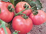 Насіння томату "від Лазарєвих" Рожевий мед 30-60 насінин, фото 2