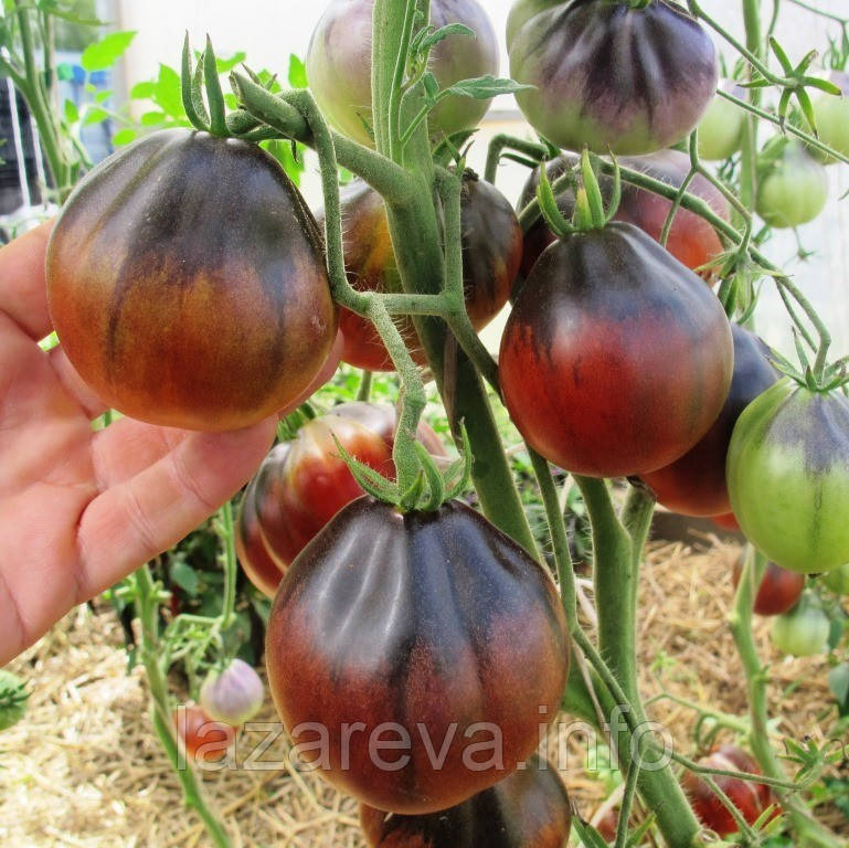 Насіння томату "від Лазарєвих" Синя груша 30-60 насінин