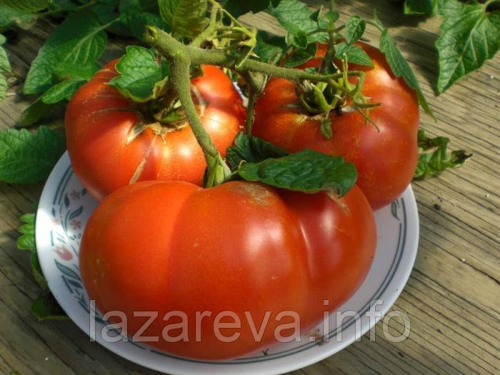 Насіння томату "від Лазарєвих" Хлібосольний 30-60 насінин
