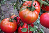 Насіння томату "від Лазарєвих" Хлібосольний 30-60 насінин, фото 2