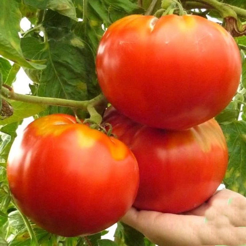 Насіння томату Царський улюбленець 30 нас, фото 1