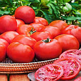 Насіння томату "від Лазарєвих" Волгоградський 5/95 15-30 насінин, фото 3