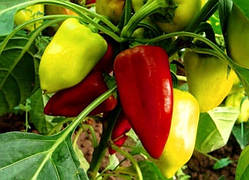 Насіння перцю "від Лазарєвих" Амі (Чехія) 20-50 насінин