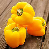 Насіння перцю "від Лазарєвих" Асті 20-50 насінин, фото 2