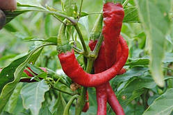 Насіння перцю Кіготь (гострий) 20 насінин