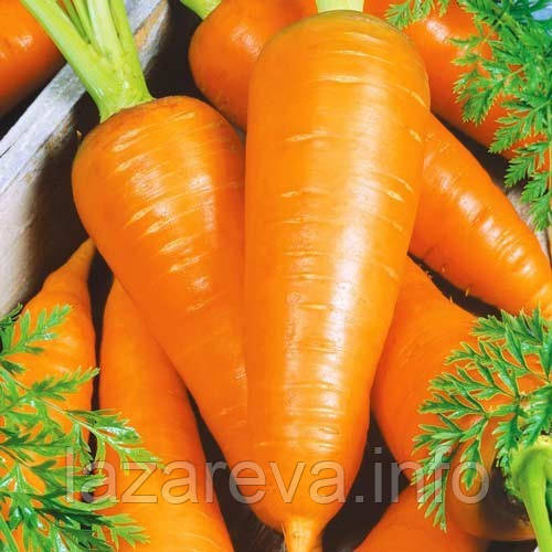 Насіння моркви Шантане Роял 10 г, фото 1