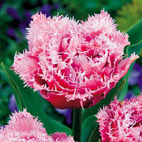 Тюльпан 2 шт Махровий + Бахромчастий Queensland, цибулини 10/11