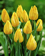 Тюльпан 2 шт Тріумф Yokohama ранній, цибулини 10/11