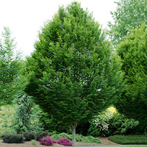 Саджанці Граба звичайного (Carpinus betulus)