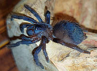 Необычного окраса паук птицеед Сазимай (pterinopelma sazimai), самцы