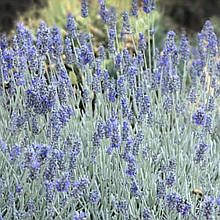 Лаванда Платинум Ніко (горщик 0,5л)