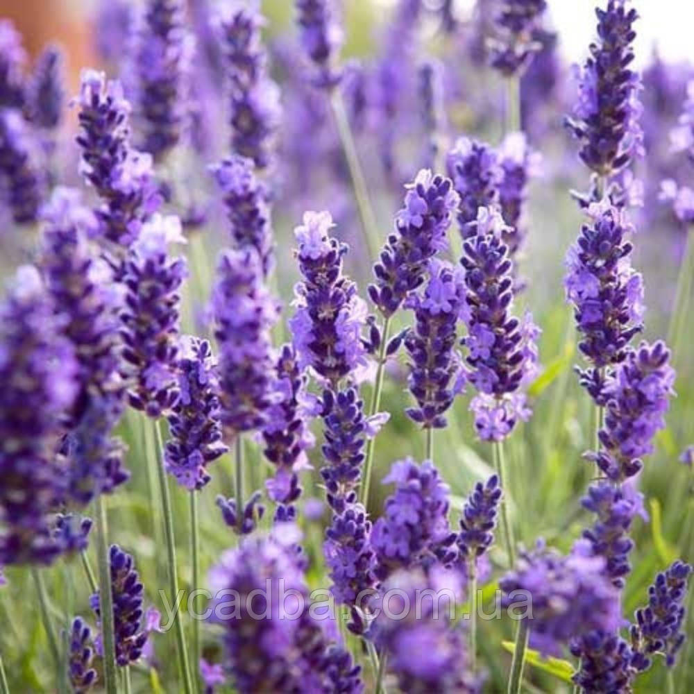 Лаванда Платинум Ніко (горщик 0,5л), фото 1