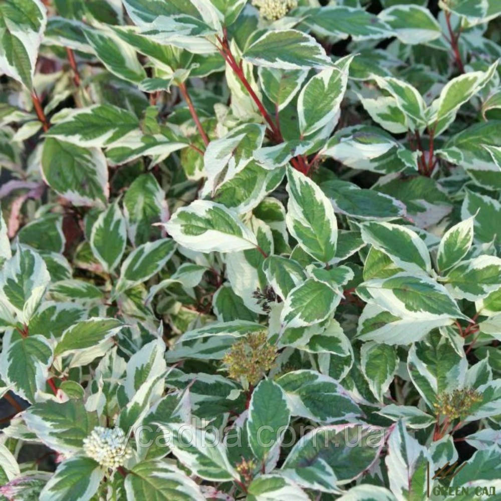 Дерен білий Сибірика Варієгата (горщик 0,5л), фото 1