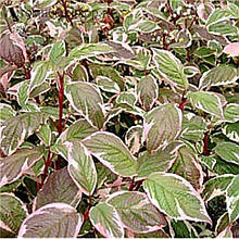 Дерен білий Сибірика Варієгата (горщик 0,5л)