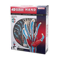 Об'ємна анатомічна модель 4D Master Рука людини