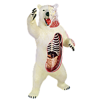 Об'ємна анатомічна модель Білий ведмідь (26097)