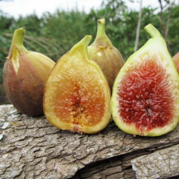 Саджанці інжиру "Брунсвік" (білий) (0,5-0,7м)