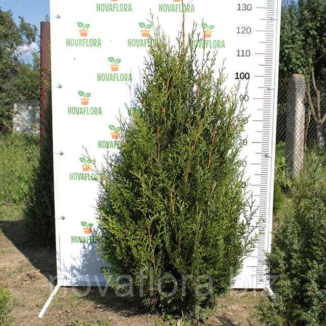 Туя західна 'Ауреоспіката / Aureospicata' ком 100-120см
