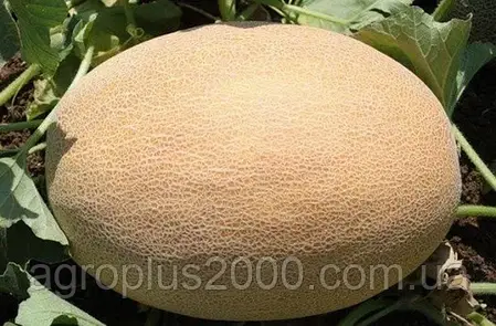 Насіння Диня Карамель F1, 10 насіння Clause Inter Seeds, фото 3